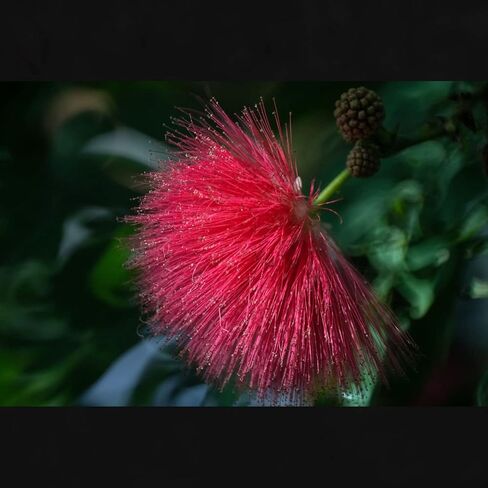 Tokina SZ 500mm f/8 Reflex MF Lens for Micro Four Thirds, Black (Renewed) in Kuwait