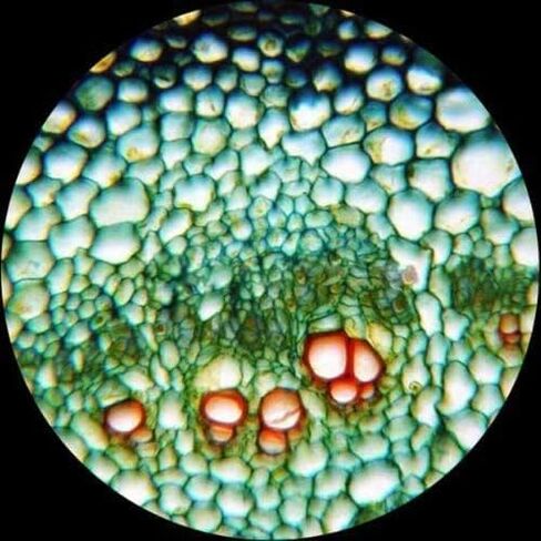 AmScope M620B Compound Monocular Microscope, WF10x and WF20x Eyepieces, 40x-2000x Magnification, Brightfield, LED Illumination, Abbe Condenser, Mechanical Stage, 110V | 40X-2000X Magnification Range Compound Biological Microscope Mechanical Stage Built-In in Kuwait