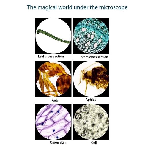 Lab Microscope Accessories 2000X Binocular Microscope LED Lighted Biological Microscope in Kuwait