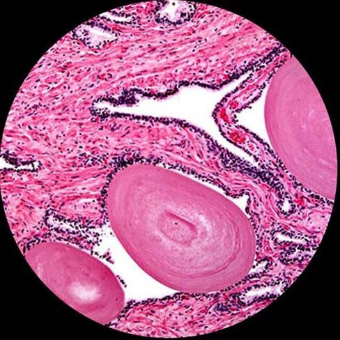 AmScope M150 Compound Monocular Microscope, WF10x Eyepiece, 400X | 40X-400X Magnification Range Compound Biological Microscope Built-In LED Illumination Brightfield Imaging Built-In in Kuwait
