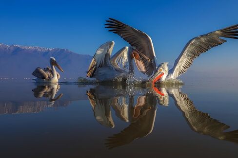 OLYMPUS M.Zuiko Digital ED 7-14mm F2.8 Pro العدسات، لكاميرا Micro Four Thirds in Kuwait