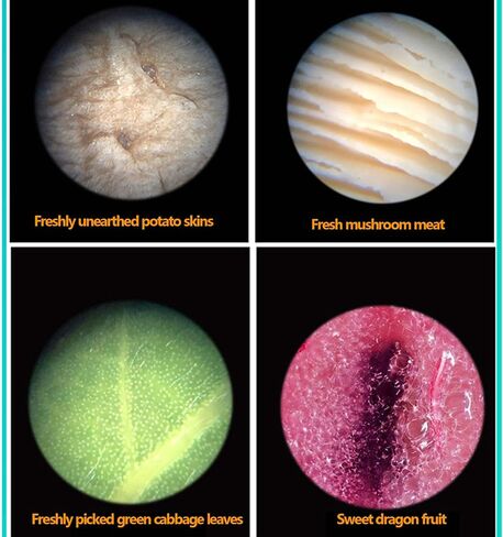Kids Beginner Microscope can Directly Observe Objects Observe Specimens ABS Material 1.6-8X Focusing Rod Continuous Zoom Can Be Connected to Mobile Phones Suitable for 5-12 Years Old (Package two) in Kuwait