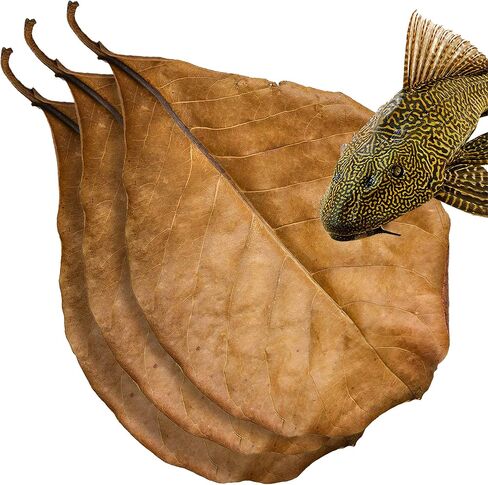 10 قطع من SunGrow Pleco أوراق اللوز الهندية الكبيرة من Catappa لخزان حوض السمك، أوراق 8 بوصات، إنشاء موطن للمياه السوداء، مكيف مياه حوض السمك بدرجة حموضة أقل in Saudi Arabia