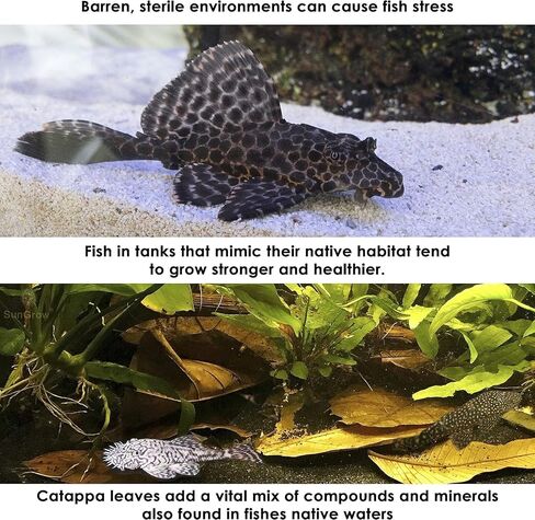 10 قطع من SunGrow Pleco أوراق اللوز الهندية الكبيرة من Catappa لخزان حوض السمك، أوراق 8 بوصات، إنشاء موطن للمياه السوداء، مكيف مياه حوض السمك بدرجة حموضة أقل in Saudi Arabia