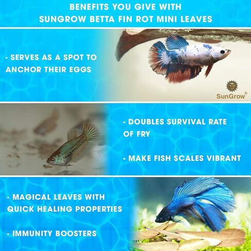 10 قطع من SunGrow Pleco أوراق اللوز الهندية الكبيرة من Catappa لخزان حوض السمك، أوراق 8 بوصات، إنشاء موطن للمياه السوداء، مكيف مياه حوض السمك بدرجة حموضة أقل in Saudi Arabia