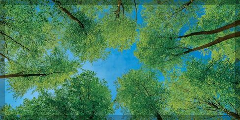 Teacher Created Resources Forest Calming Covers Ceiling Light Filters (TCR20145) in Kuwait