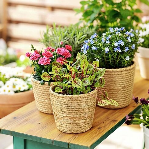 6 Pcs Wicker Plant Baskets with Plastic Liners Seagrass Plant Baskets in Bulk Woven Planter Basket Set for Indoor Outdoor Flower Pots and Room Home and Farmhouse Decor in Kuwait