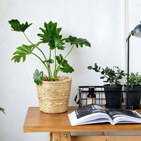 6 Pcs Wicker Plant Baskets with Plastic Liners Seagrass Plant Baskets in Bulk Woven Planter Basket Set for Indoor Outdoor Flower Pots and Room Home and Farmhouse Decor in Kuwait