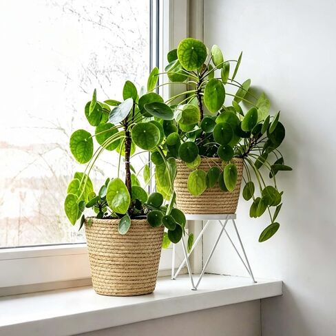 6 Pcs Wicker Plant Baskets with Plastic Liners Seagrass Plant Baskets in Bulk Woven Planter Basket Set for Indoor Outdoor Flower Pots and Room Home and Farmhouse Decor in Kuwait