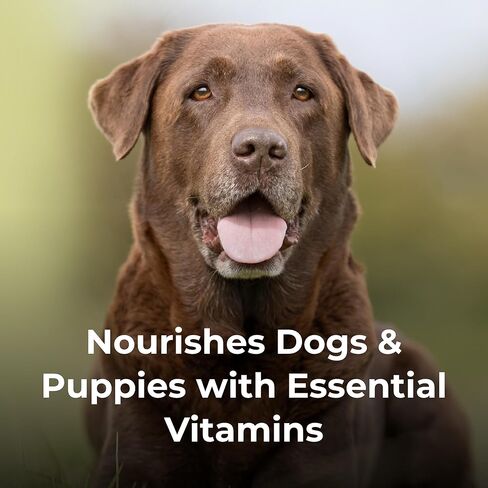 PetAg Dyne PRO HG أمعاء صحية للكلاب والجراء بعمر 8 أسابيع فما فوق - 32 أونصة - مكمل غذائي سائل عالي السعرات الحرارية مع مواد ما قبل وما بعد الحيوية - يدعم القدرة على التحمل وصحة الأمعاء - نكهة الفانيليا الحلوة in Kuwait