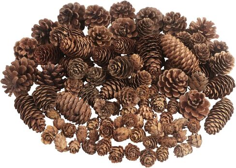 100 قطعة من زينة الصنوبر المخروطية لعيد الميلاد، أكواز الصنوبر الطبيعية السائبة للهدايا الحرفية، حشو مزهرية الخريف، حشو شجرة، تزيين طاولة الخريف والشتاء، ديكور عيد الميلاد، مقاس كبير متوسط ​​صغير مختلط in Kuwait