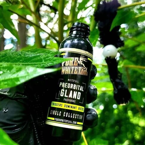 Preorbital Gland Scent | Deer Forehead Gland Scent | Natural Deer Scent | Mock Scrape Scent | Makes a Licking Stick for Deer | 2 oz Bottle in Kuwait