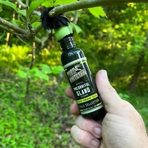 Preorbital Gland Scent | Deer Forehead Gland Scent | Natural Deer Scent | Mock Scrape Scent | Makes a Licking Stick for Deer | 2 oz Bottle in Kuwait