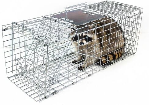 31" Humane Catch and Release Animal Trap, Large Live Animal Trap Cage Humane One-Door Solid Steel Catch and Release Rodent Cage for Raccoon, Rabbits, Stray Cats, Squirrel, Groundhogs, Opossums in Saudi Arabia