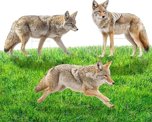 3 Pack 27x 25 Inch Coyote Decoy for Geese, Lifelike Predator with Metal Stakes, Fake Predator Hunting Decoy 2D Silhouette Coyote Devices for Yard Garden in Saudi Arabia