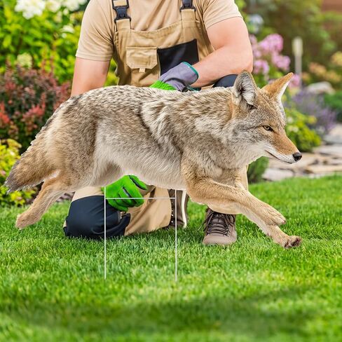 3 Pack 27x 25 Inch Coyote Decoy for Geese, Lifelike Predator with Metal Stakes, Fake Predator Hunting Decoy 2D Silhouette Coyote Devices for Yard Garden in Saudi Arabia
