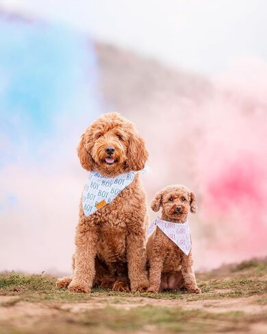 مناديل ريمي+رو للكلاب - عبوتان | مجموعة كشف الجنس | نسيج متين ممتاز | براءة اختراع الشكل | مقاس قابل للتعديل | مقاسات متعددة متوفرة (كبيرة) in Kuwait