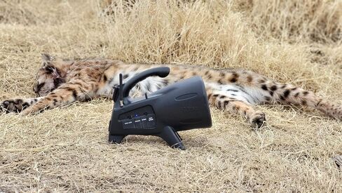 Night Stalker+ Predator Game Call - Designed for Coyote, Fox, Bobcat, Raccoon Hunting - 165 Sounds Included, 300 Yard Remote Range in Saudi Arabia