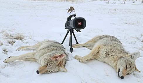 Night Stalker+ Predator Game Call - Designed for Coyote, Fox, Bobcat, Raccoon Hunting - 165 Sounds Included, 300 Yard Remote Range in Saudi Arabia
