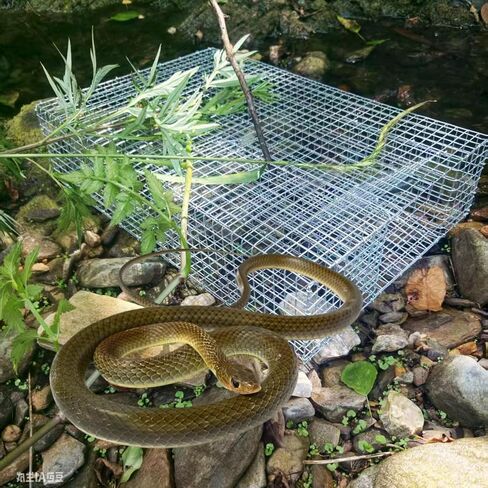 DSQSMR Snake Trap Cage Humane Snake Catcher All Kinds of Snakes -Reusable in Saudi Arabia