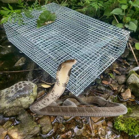 DSQSMR Snake Trap Cage Humane Snake Catcher All Kinds of Snakes -Reusable in Saudi Arabia