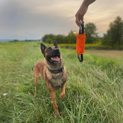 Dingo Gear Dog Tug Toy, French Linen, Cylinder, Orange in Saudi Arabia