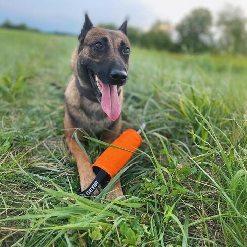 Dingo Gear Dog Tug Toy, French Linen, Cylinder, Orange in Saudi Arabia