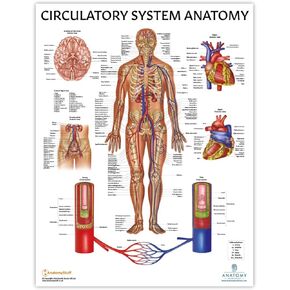 Anatomy Lab Human Circulatory System Poster, LAMINATED, Anatomy and Physiology Body System Poster, 17.3 x 22.5 Inches, Circulatory System Anatomy Poster, Body System Anatomy