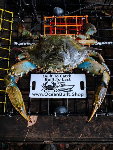 Folding Bridge Blue Crab Trap, Heavy-Duty Metal Wire Mesh Drop-Net, Collapsible Foldable Design, 15" x 15" x 7" in Saudi Arabia