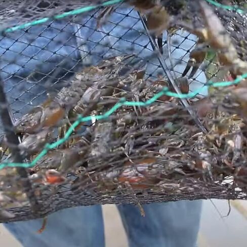 3 عبوات من شبكات صيد الأسماك، مصيدة سرطان البحر، جراد البحر، الروبيان، شبكة صب قابلة للطي، شبكة سوداء متينة، شبكة صيد محمولة قابلة للطي، آمنة لصيد الأسماك، S/L in Kuwait