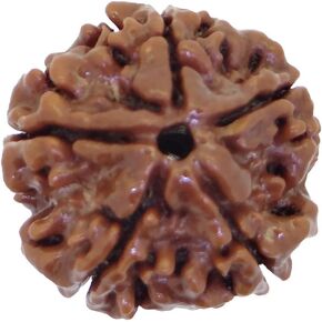 Arihant Gems & Jewels 5 Mukhi Rudraksha Five Faced Nepali Rudraksha Natural & Certified Positive Effect Astrological Five Faced 100% Original Rudraksha for Men & Women