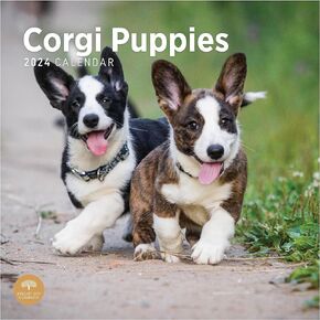 2024 Corgi Puppies Monthly Wall Calendar by Bright Day, 12 x 12 Inch Cute Dog Breed Gift