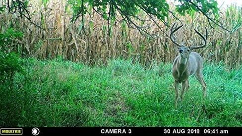 Pure Whitetail Preorbital Gland Scent & Bachelor Group, 2 oz & 4 oz | Buck Urine Natural Deer Scents for Mock Scrapes, Ropes, Licking Branches & Cover Scent in Kuwait