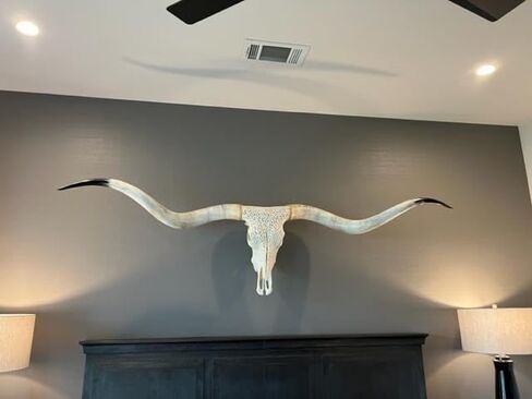 European Skull Mount Hangers Trophy Buck: Deer, Raging Bull: Elk, and Mammoth: Steer/Bison/Moose (Raging Bull Black) in Saudi Arabia