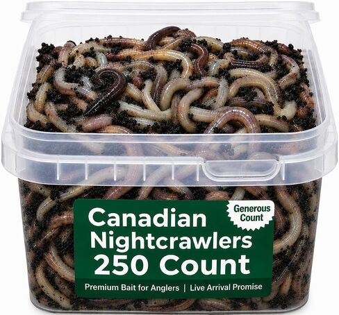 50 Count Canadian Nightcrawlers (4-6 inch) - Premium Live Fishing Bait & Pet Feeder -High-Protein, Calcium-Rich Worms Ideal for Walleye & Catfish- Perfect for Reptiles, Birds & Small Animals in Kuwait