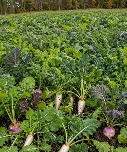 Big Boy Brassica Blend for Deer - Plants 1/2 Acre - Contains: Purple Top Turnips, Radishes, Forage Kale, Winter Rape - High Tonnage Mid-Late Season Food Source in Saudi Arabia