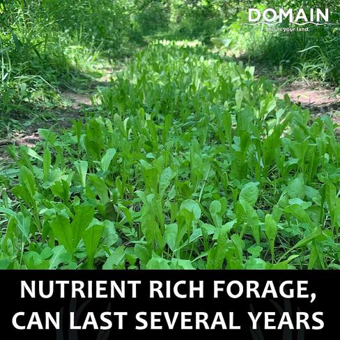 Domain Outdoor Hot Chic Food Plot Seeds for Deer, Chicory - 2 Varieties of Clover, Great to Plant in Spring or Fall, Hardy Mixture of PH Tolerant Perennials, Can Last Several Years, 1/2 Acre in Saudi Arabia