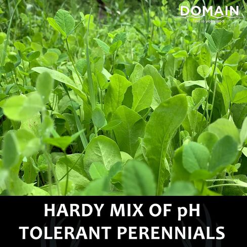 Domain Outdoor Hot Chic Food Plot Seeds for Deer, Chicory - 2 Varieties of Clover, Great to Plant in Spring or Fall, Hardy Mixture of PH Tolerant Perennials, Can Last Several Years, 1/2 Acre in Saudi Arabia