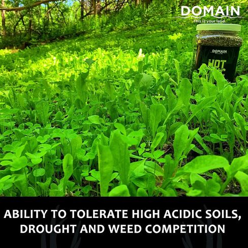 Domain Outdoor Hot Chic Food Plot Seeds for Deer, Chicory - 2 Varieties of Clover, Great to Plant in Spring or Fall, Hardy Mixture of PH Tolerant Perennials, Can Last Several Years, 1/2 Acre in Saudi Arabia