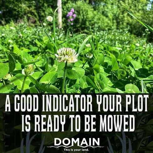 Domain Outdoor Hot Chic Food Plot Seeds for Deer, Chicory - 2 Varieties of Clover, Great to Plant in Spring or Fall, Hardy Mixture of PH Tolerant Perennials, Can Last Several Years, 1/2 Acre in Saudi Arabia