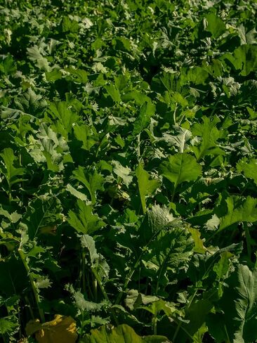 Biologic New Zealand Maximum Deer Food Plot Seed, Annual Forage with 100% New Zealand Brassicas, Rapid Growth, Massive Antler Growth & Deer Health, 2.25 lb Bag Plants 1/4 Acre in Saudi Arabia