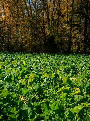 Biologic New Zealand Maximum Deer Food Plot Seed, Annual Forage with 100% New Zealand Brassicas, Rapid Growth, Massive Antler Growth & Deer Health, 2.25 lb Bag Plants 1/4 Acre in Saudi Arabia