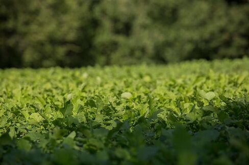 Biologic New Zealand Maximum Deer Food Plot Seed, Annual Forage with 100% New Zealand Brassicas, Rapid Growth, Massive Antler Growth & Deer Health, 2.25 lb Bag Plants 1/4 Acre in Saudi Arabia