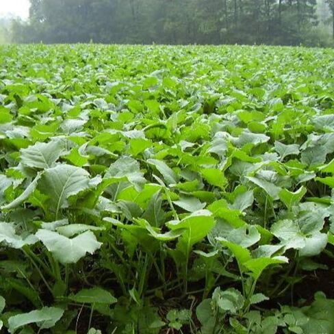 Biologic New Zealand Maximum Deer Food Plot Seed, Annual Forage with 100% New Zealand Brassicas, Rapid Growth, Massive Antler Growth & Deer Health, 2.25 lb Bag Plants 1/4 Acre in Saudi Arabia