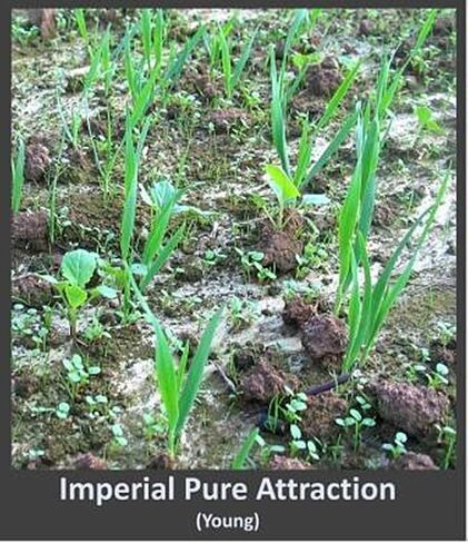 Whitetail Institute Pure Attraction Food Plot Seed .5 Acres or 26 lbs. in Saudi Arabia