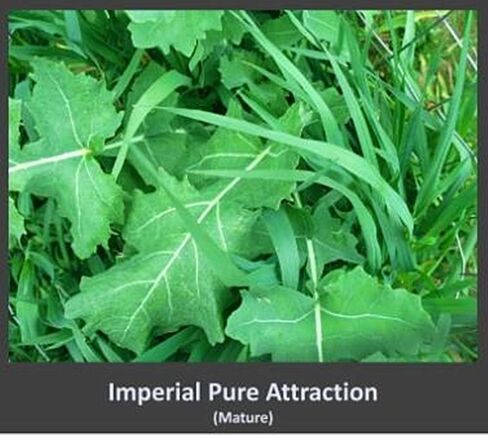 Whitetail Institute Pure Attraction Food Plot Seed .5 Acres or 26 lbs. in Saudi Arabia