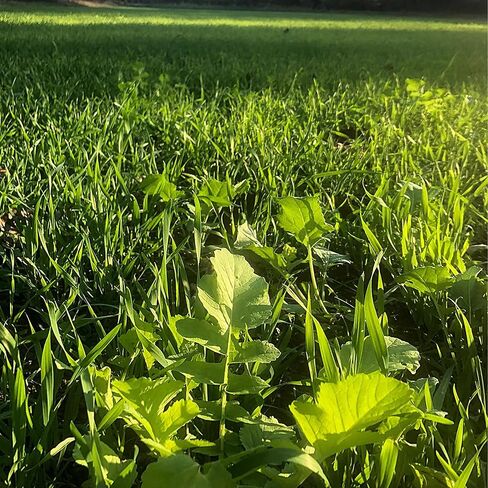 Biologic Hot Spot No-Till Deer Food Plot Seed, Easy to Plant Wheat, Deer Radish, Rye and Rapeseed Blend, 5 lb Bag Plants 1/4 Acre in Saudi Arabia