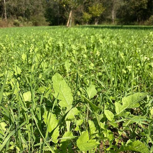 Biologic Hot Spot No-Till Deer Food Plot Seed, Easy to Plant Wheat, Deer Radish, Rye and Rapeseed Blend, 5 lb Bag Plants 1/4 Acre in Saudi Arabia