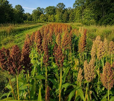 Milo Red & White Grain Sorghum Food Plot Seeds - Plants 1/2 Acre - Outstanding Food & Cover for Deer, Turkey, and Small Game – Annual High Protein Fall and Winter Forage in Saudi Arabia