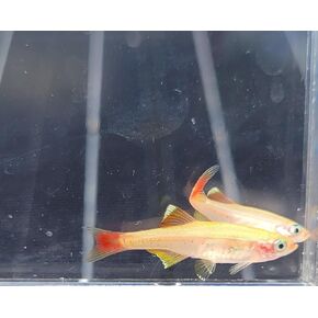 24K White Cloud Mountain Minnow- Tanichthys albonubes- 5 Pack in Saudi Arabia